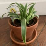 cv plante pot fleur dépote carole